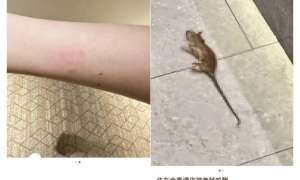 女子称入住全季酒店半夜被老鼠咬醒