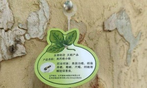 在北京路边看到这种黑色的蛹千万别动 网友：有“编制”